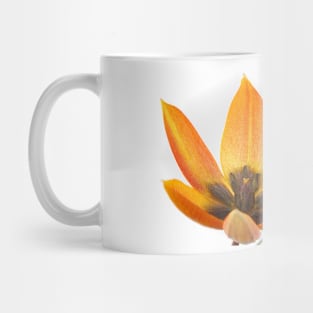 Tulipa orphanidea Whittallii Group AGM Tulip Miscellaneous tulip group  Artistic filter applied to photo Mug